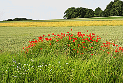 Schöne Landschaft